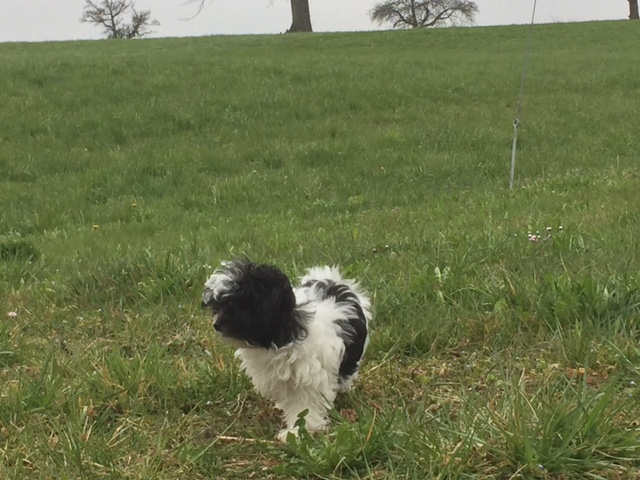 comprar cachorros sanos, baratos y asequibles para la venta
